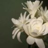 Tuberose