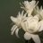 Tuberose
